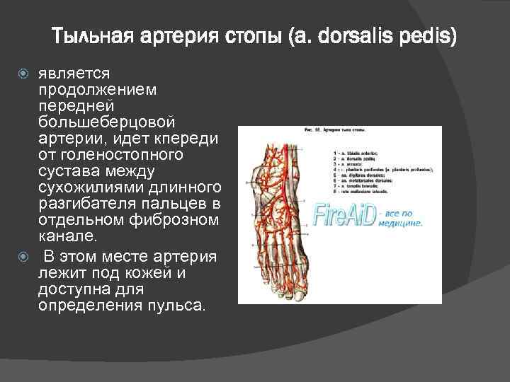 Основные артерии стопы. Кровоснабжение голеностопного сустава. Артерия, кровоснабжающая голеностопный сустав.