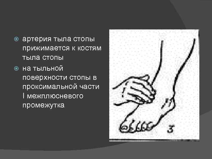 артерия тыла стопы прижимается к костям тыла стопы на тыльной поверхности стопы в проксимальной
