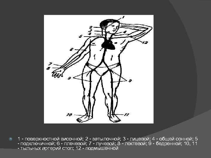  1 поверхностной височной; 2 затылочной; 3 лицевой; 4 общей сонной; 5 подключичной; 6