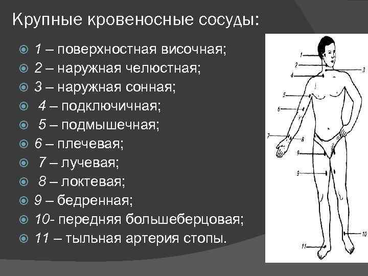 Крупные кровеносные сосуды: 1 – поверхностная височная; 2 – наружная челюстная; 3 – наружная