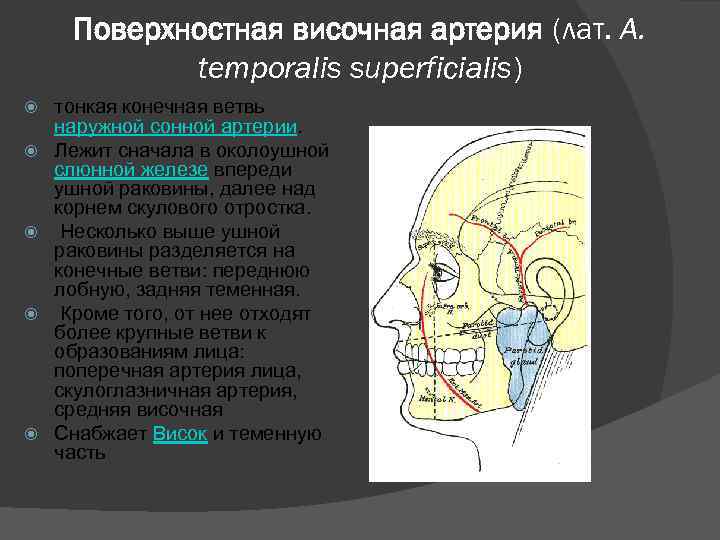 Поверхностная височная артерия (лат. А. temporalis superficialis) тонкая конечная ветвь наружной сонной артерии. Лежит