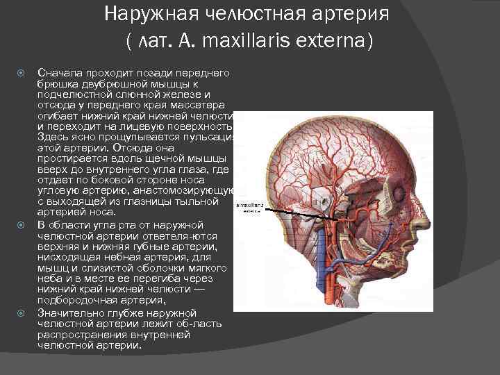 Наружная челюстная артерия ( лат. А. maxillaris externa) Сначала проходит позади переднего брюшка двубрюшной