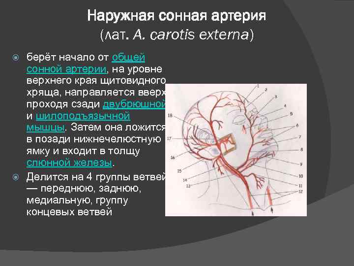 Наружная сонная артерия (лат. А. carotis externa) берёт начало от общей сонной артерии, на