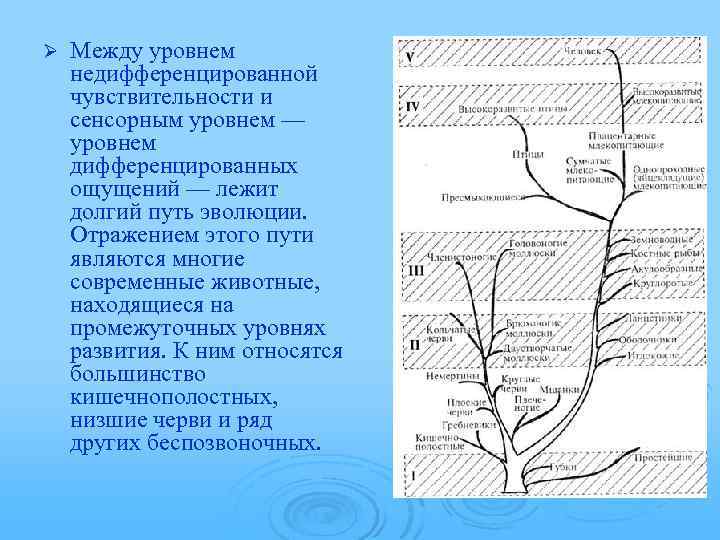 Ø Между уровнем недифференцированной чувствительности и сенсорным уровнем — уровнем дифференцированных ощущений — лежит