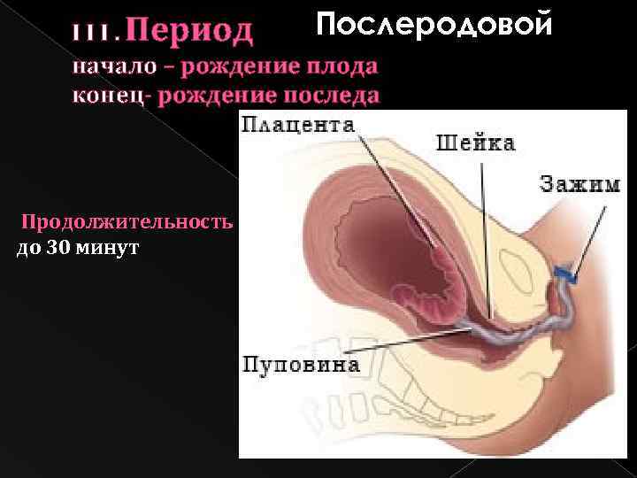 Послеродовой Ι Ι Ι. Период начало – рождение плода конец- рождение последа Продолжительность до