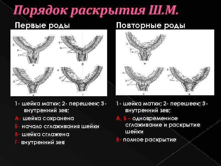 Порядок раскрытия Ш. М. Первые роды Повторные роды 1 - шейка матки; 2 -