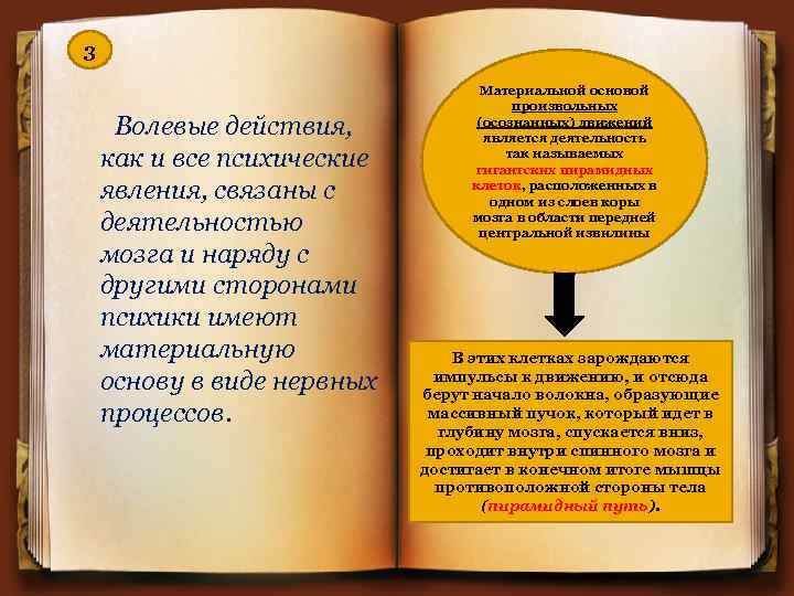 3 Волевые действия, как и все психические явления, связаны с деятельностью мозга и наряду