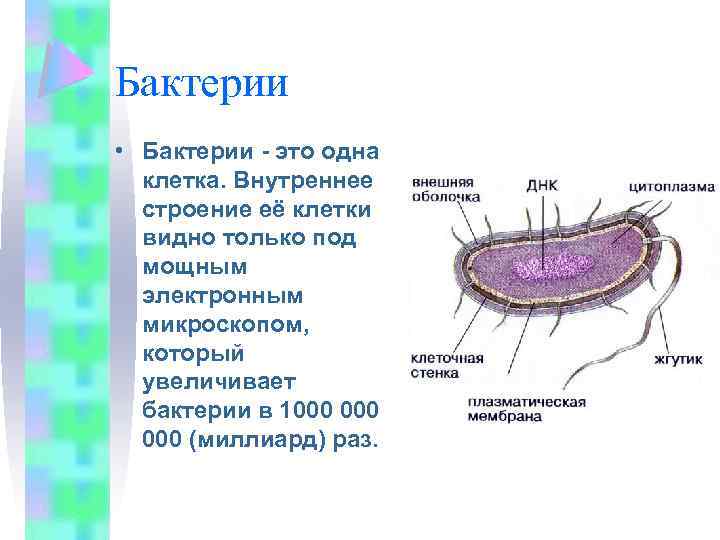 Изучение строения бактерий на готовых микропрепаратах