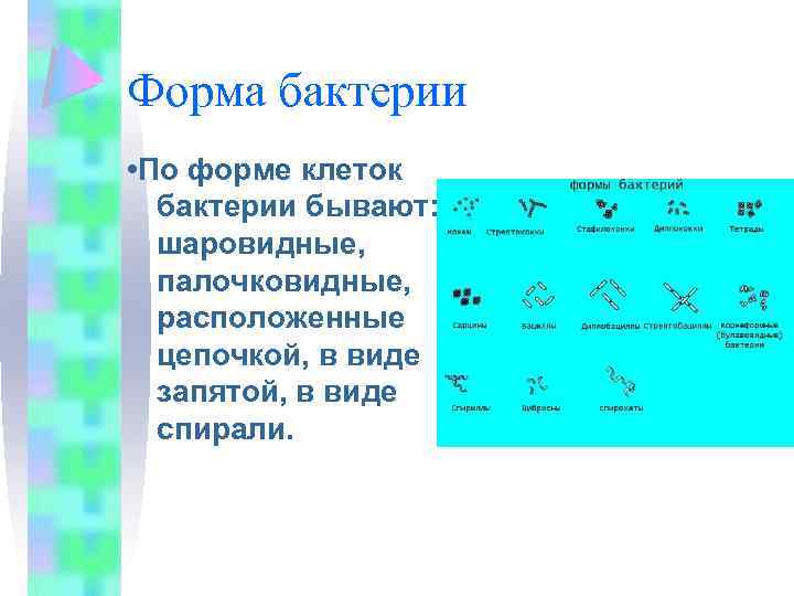 Форма бактерии • По форме клеток бактерии бывают: шаровидные, палочковидные, расположенные цепочкой, в виде