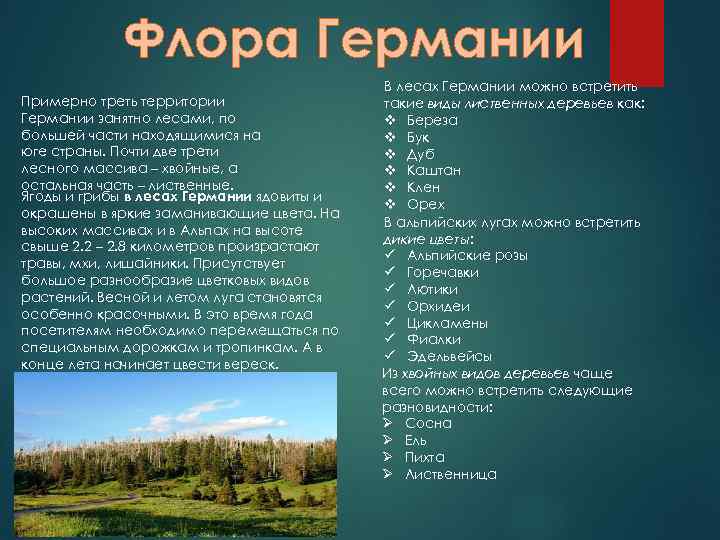 Флора Германии Примерно треть территории Германии занятно лесами, по большей части находящимися на юге