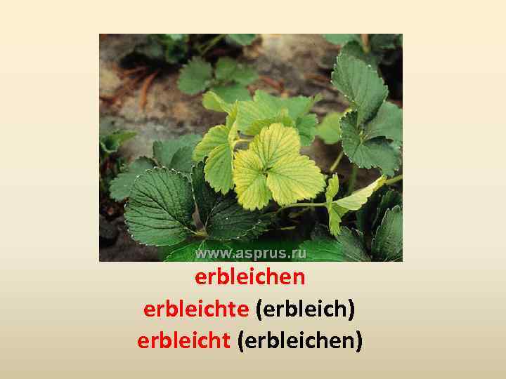 erbleichen erbleichte (erbleich) erbleicht (erbleichen) 