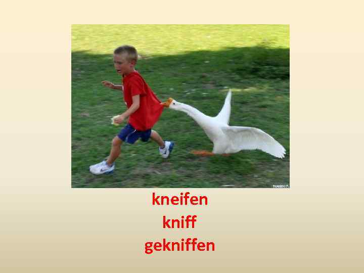 kneifen kniff gekniffen 