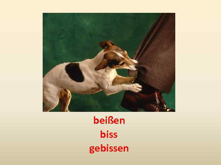 beißen biss gebissen 