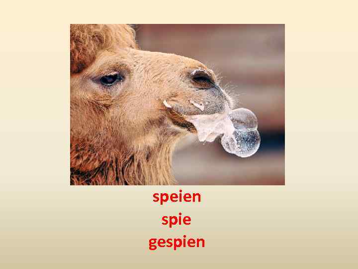 speien spie gespien 