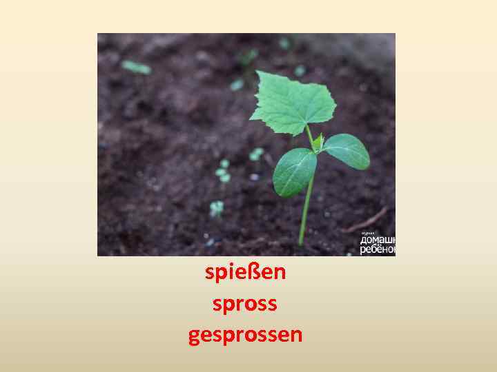 spießen spross gesprossen 