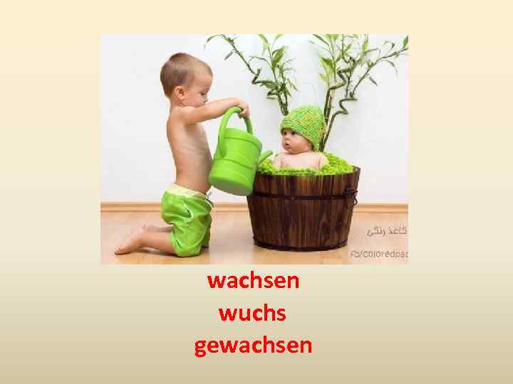 wachsen wuchs gewachsen 