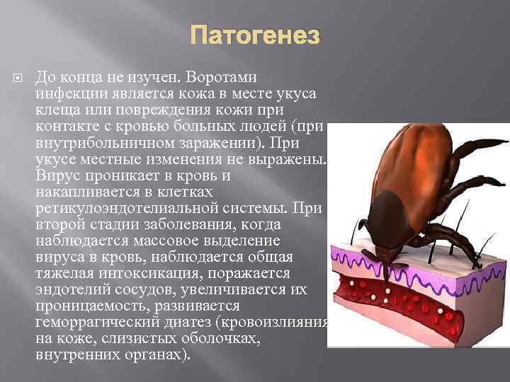 Патогенез До конца не изучен. Воротами инфекции является кожа в месте укуса клеща или