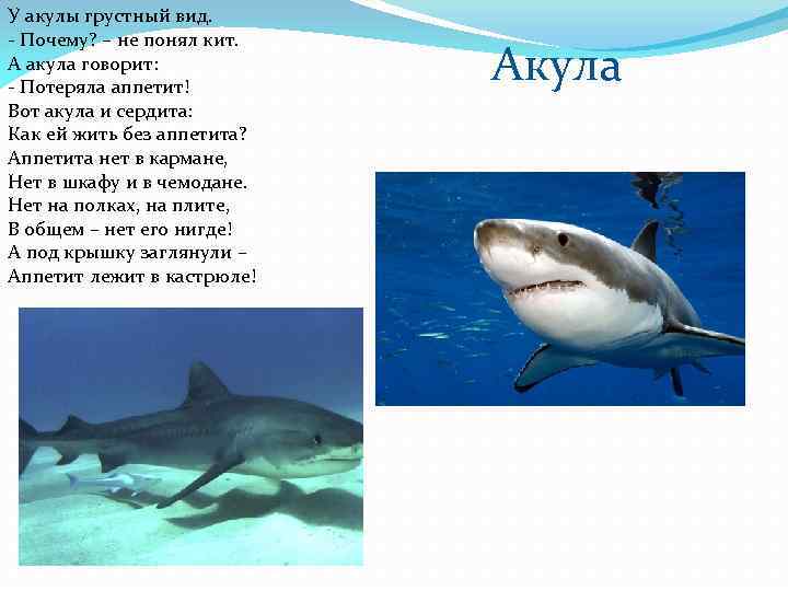 У акулы грустный вид. - Почему? – не понял кит. А акула говорит: -