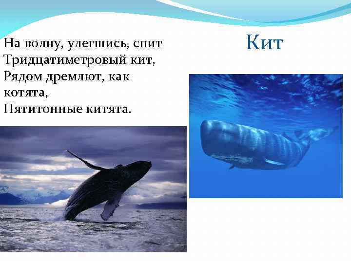 На волну, улегшись, спит Тридцатиметровый кит, Рядом дремлют, как котята, Пятитонные китята. Кит 