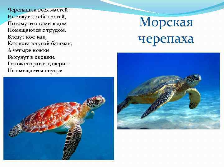 Черепашки всех мастей Не зовут к себе гостей, Потому что сами в дом Помещаются