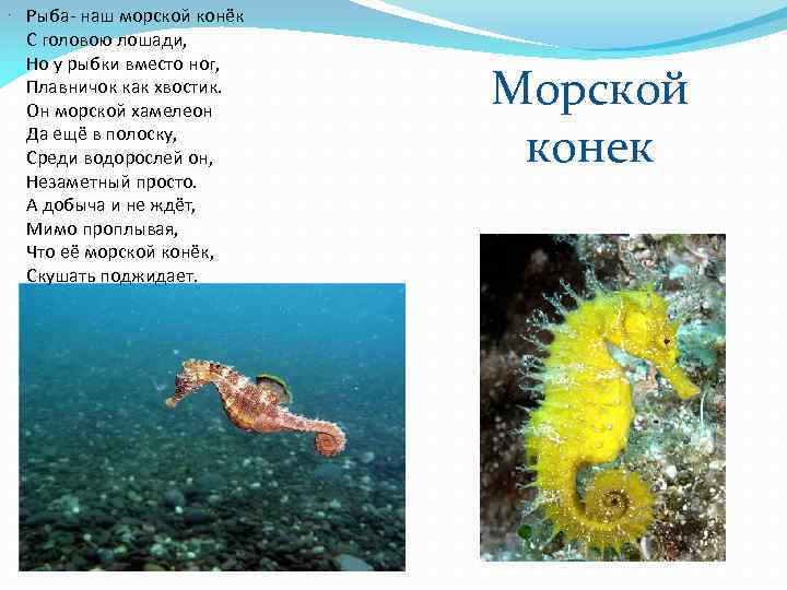 . Рыба- наш морской конёк С головою лошади, Но у рыбки вместо ног, Плавничок