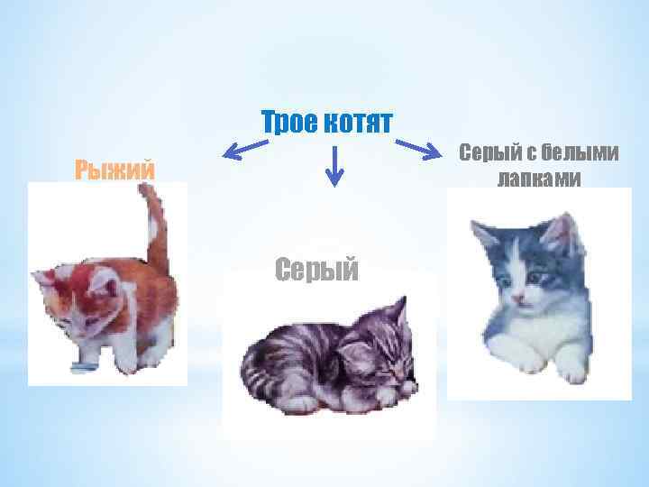 Трое котят Серый с белыми лапками Рыжий Серый 