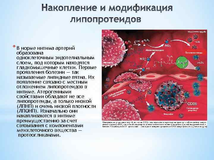* В норме интима артерий образована одноклеточным эндотелиальным слоем, под которым находятся гладкомышечные клетки.