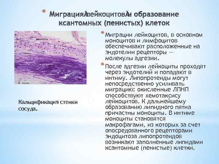 * * Миграции лейкоцитов, в основном Кальцификация стенки сосуда. моноцитов и лимфоцитов обеспечивают расположенные