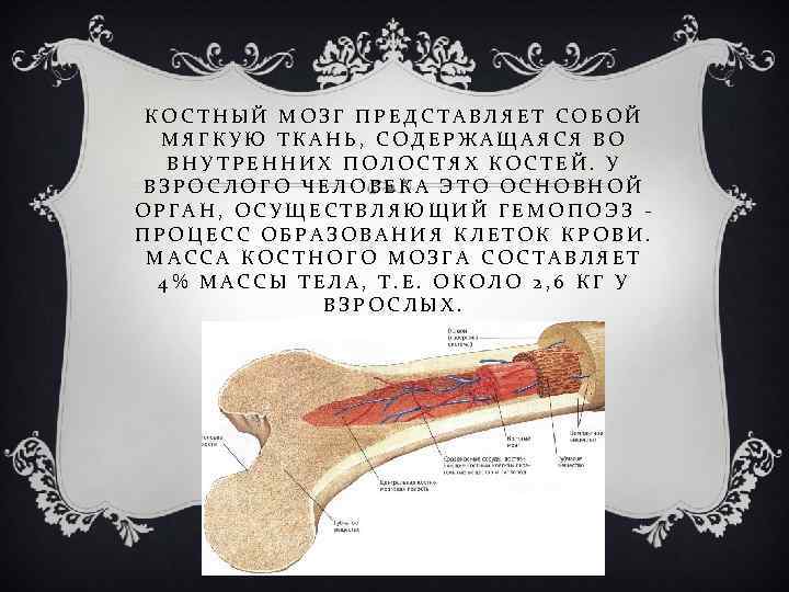 Костный мозг человека фото