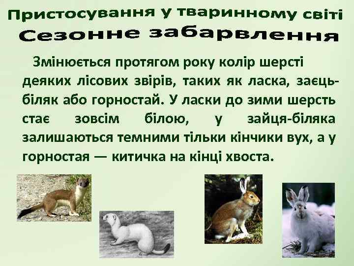 Змінюється протягом року колір шерсті деяких лісових звірів, таких як ласка, заєцьбіляк або горностай.