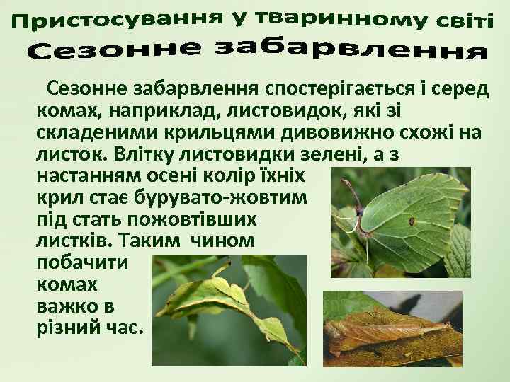 Сезонне забарвлення спостерігається і серед комах, наприклад, листовидок, які зі складеними крильцями дивовижно схожі