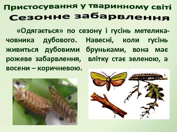  «Одягається» по сезону і гусінь метеликачовника дубового. Навесні, коли гусінь живиться дубовими бруньками,