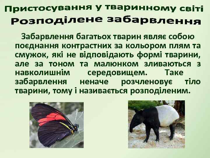 Забарвлення багатьох тварин являє собою поєднання контрастних за кольором плям та смужок, які не