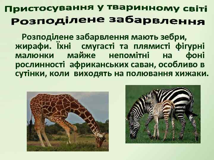 Розподілене забарвлення мають зебри, жирафи. Їхні смугасті та плямисті фігурні малюнки майже непомітні на