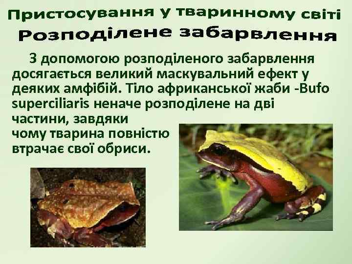 З допомогою розподіленого забарвлення досягається великий маскувальний ефект у деяких амфібій. Тіло африканської жаби