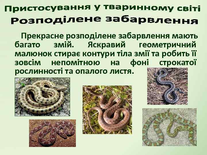 Прекрасне розподілене забарвлення мають багато змій. Яскравий геометричний малюнок стирає контури тіла змії та