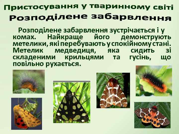 Розподілене забарвлення зустрічається і у комах. Найкраще його демонструють метелики, які перебувають у спокійному