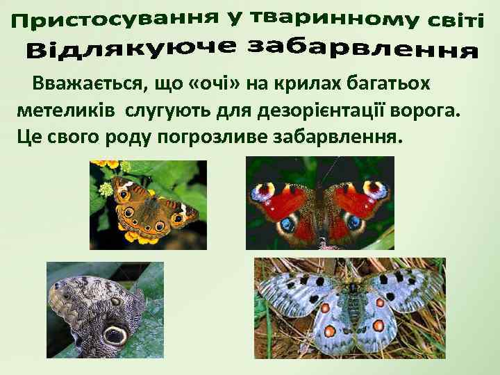 Вважається, що «очі» на крилах багатьох метеликів слугують для дезорієнтації ворога. Це свого роду