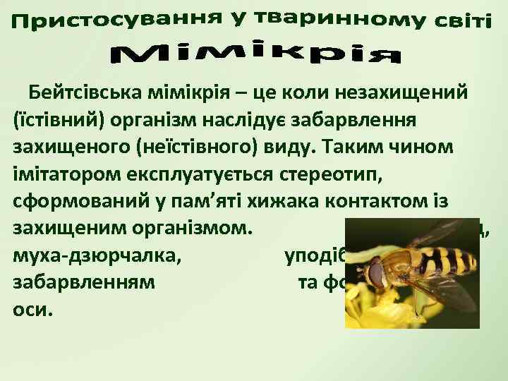 Бейтсівська мімікрія – це коли незахищений (їстівний) організм наслідує забарвлення захищеного (неїстівного) виду. Таким