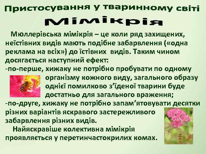 Мюллерівська мімікрія – це коли ряд захищених, неїстівних видів мають подібне забарвлення ( «одна