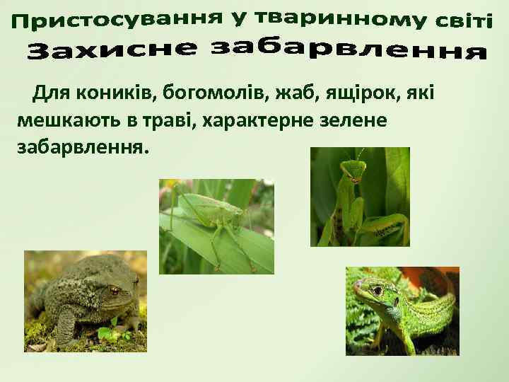 Для коників, богомолів, жаб, ящірок, які мешкають в траві, характерне зелене забарвлення. 