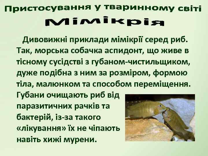 Дивовижні приклади мімікрії серед риб. Так, морська собачка аспидонт, що живе в тісному сусідстві