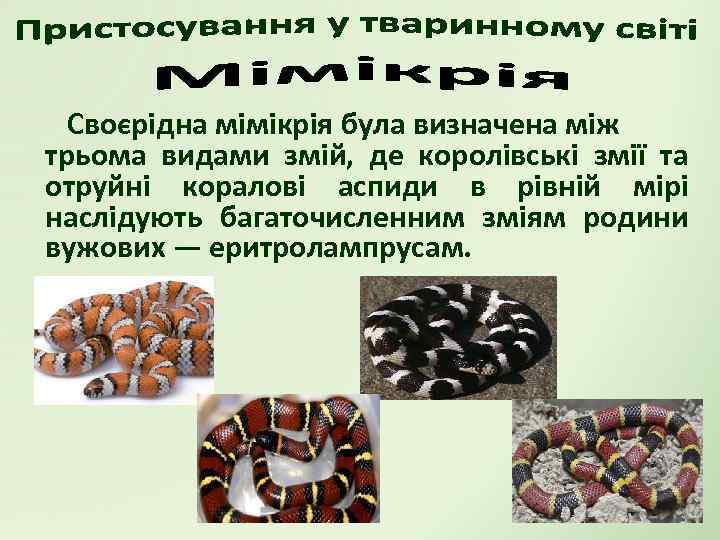 Своєрідна мімікрія була визначена між трьома видами змій, де королівські змії та отруйні коралові