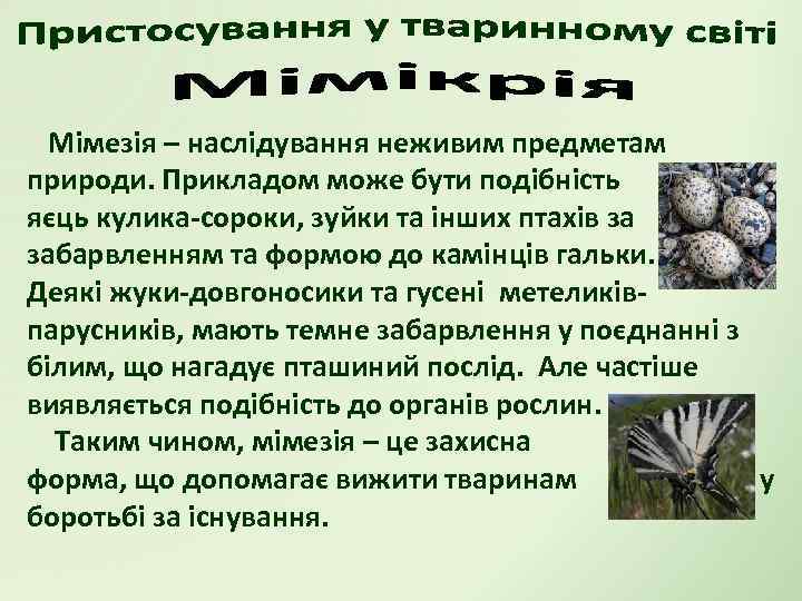 Мімезія – наслідування неживим предметам природи. Прикладом може бути подібність яєць кулика-сороки, зуйки та