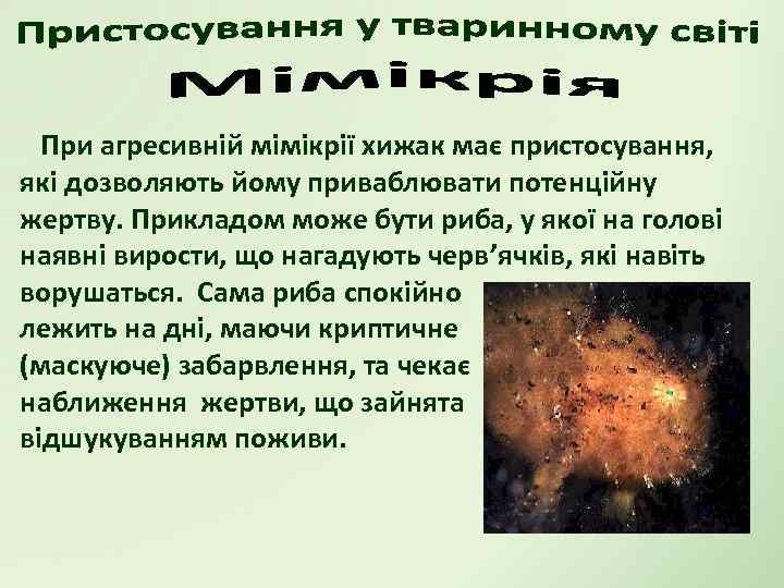 При агресивній мімікрії хижак має пристосування, які дозволяють йому приваблювати потенційну жертву. Прикладом може