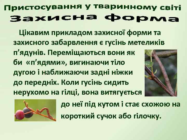 Цікавим прикладом захисної форми та захисного забарвлення є гусінь метеликів п’ядунів. Переміщаються вони як