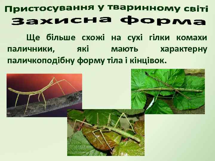 Ще більше схожі на сухі гілки комахи паличники, які мають характерну паличкоподібну форму тіла