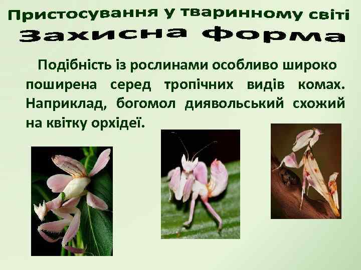 Подібність із рослинами особливо широко поширена серед тропічних видів комах. Наприклад, богомол диявольський схожий