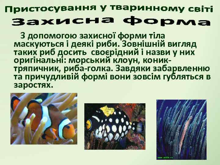 З допомогою захисної форми тіла маскуються і деякі риби. Зовнішній вигляд таких риб досить