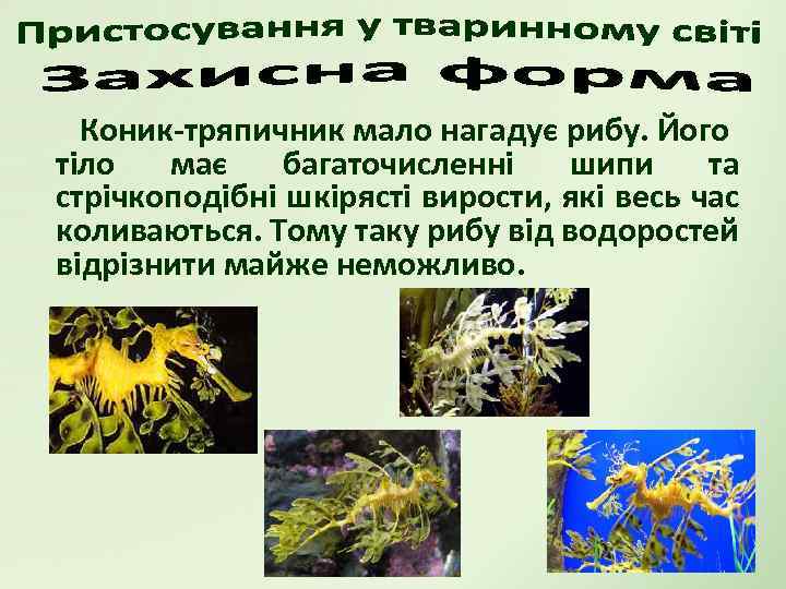 Коник-тряпичник мало нагадує рибу. Його тіло має багаточисленні шипи та стрічкоподібні шкірясті вирости, які